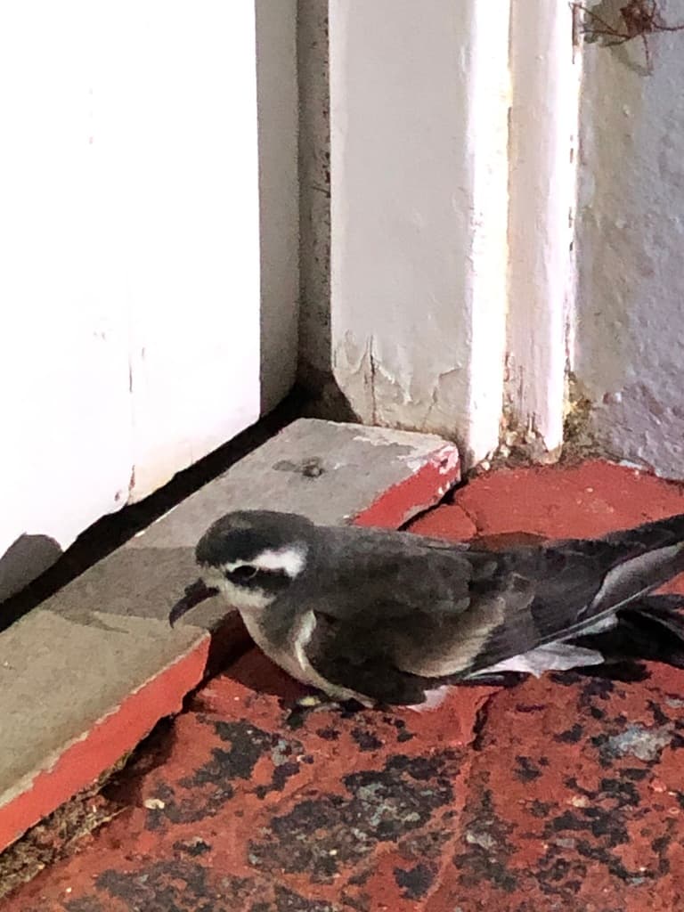 White-faced Storm Petrel