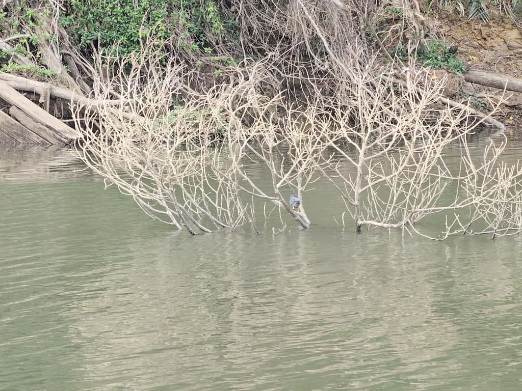 Striated Heron