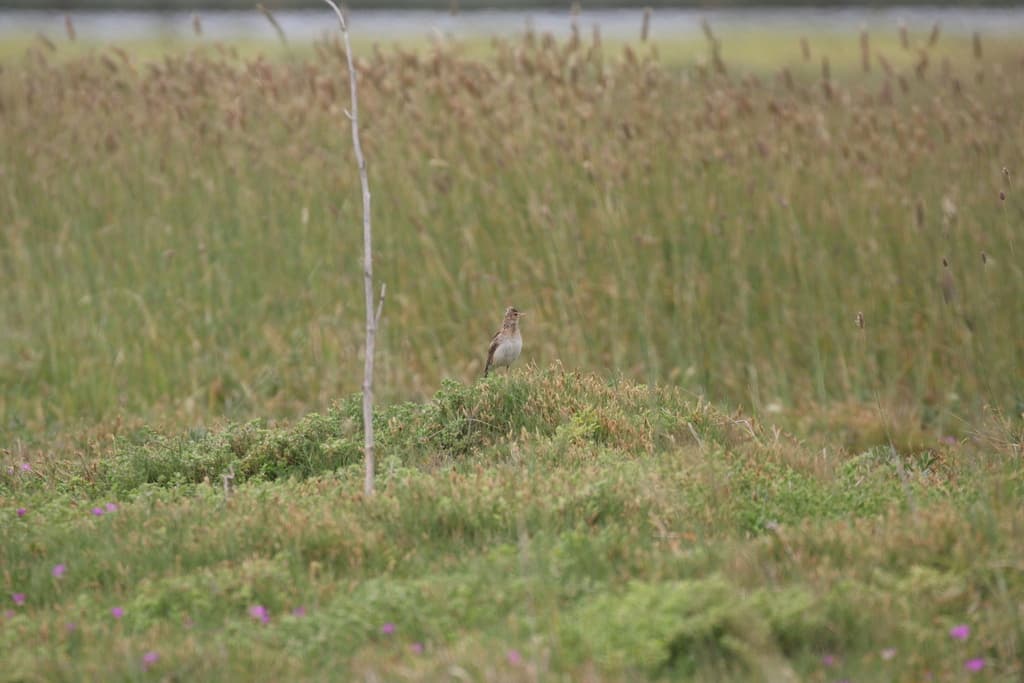 Eurasian Skylark