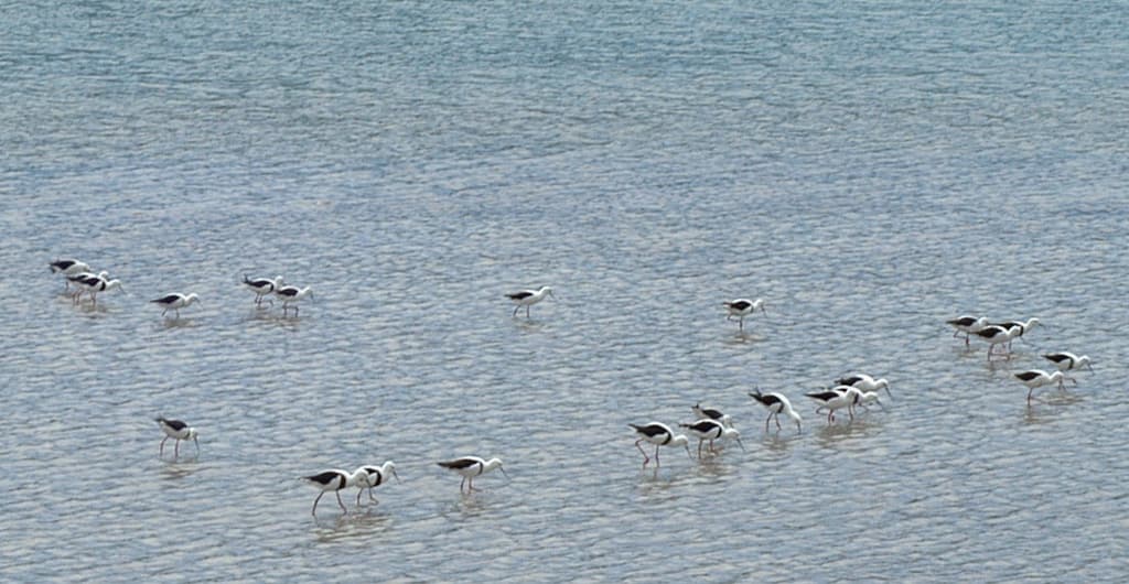 Banded Stilt