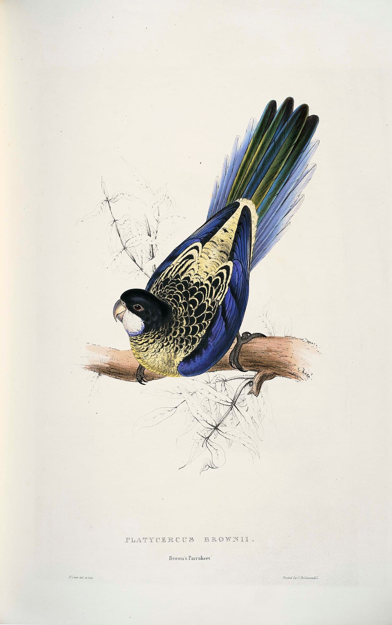 Northern Rosella
