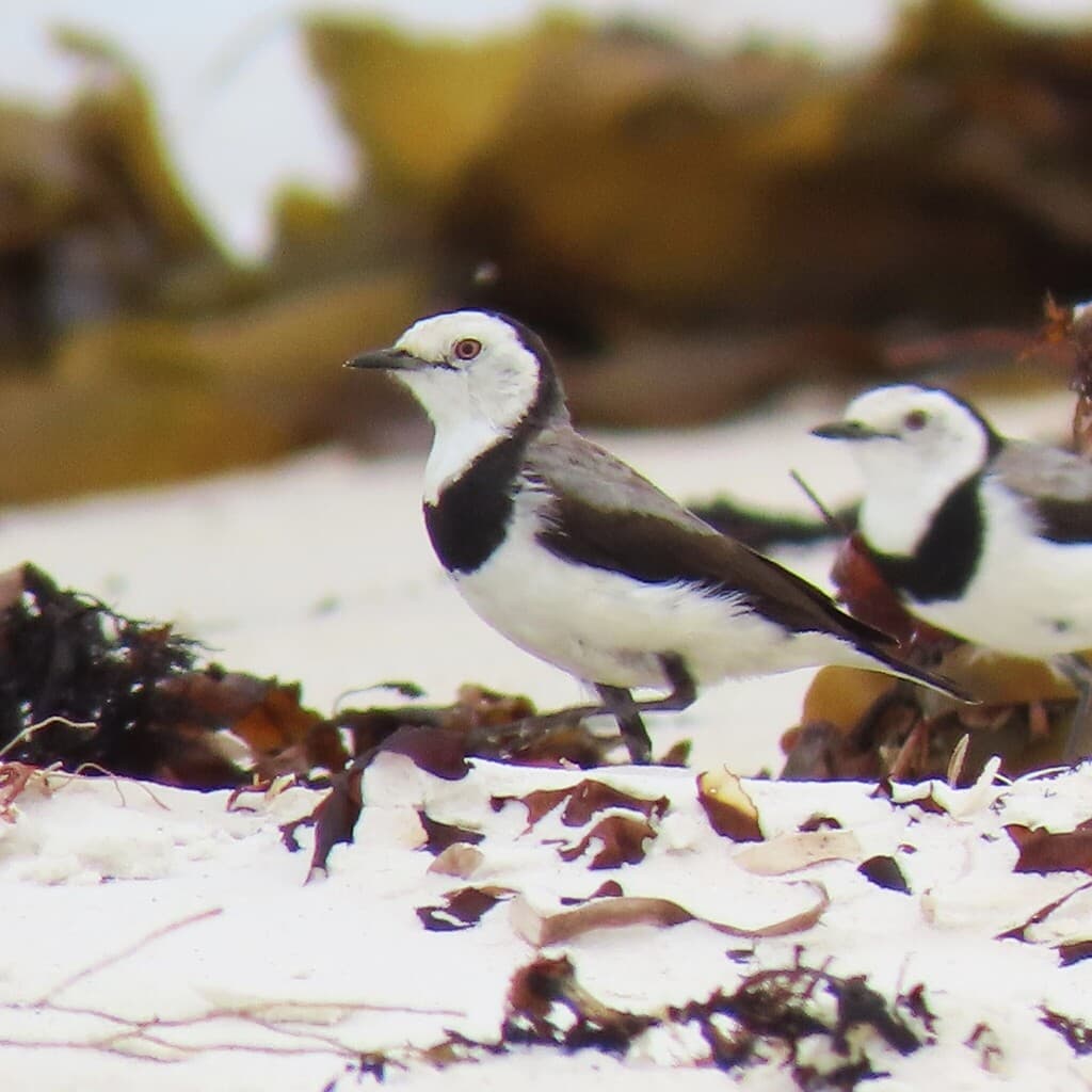 White-fronted Chat