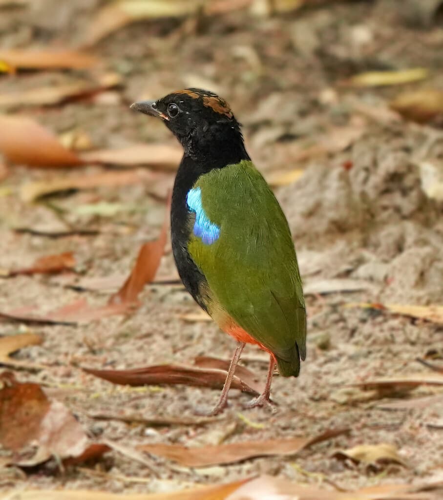Rainbow Pitta