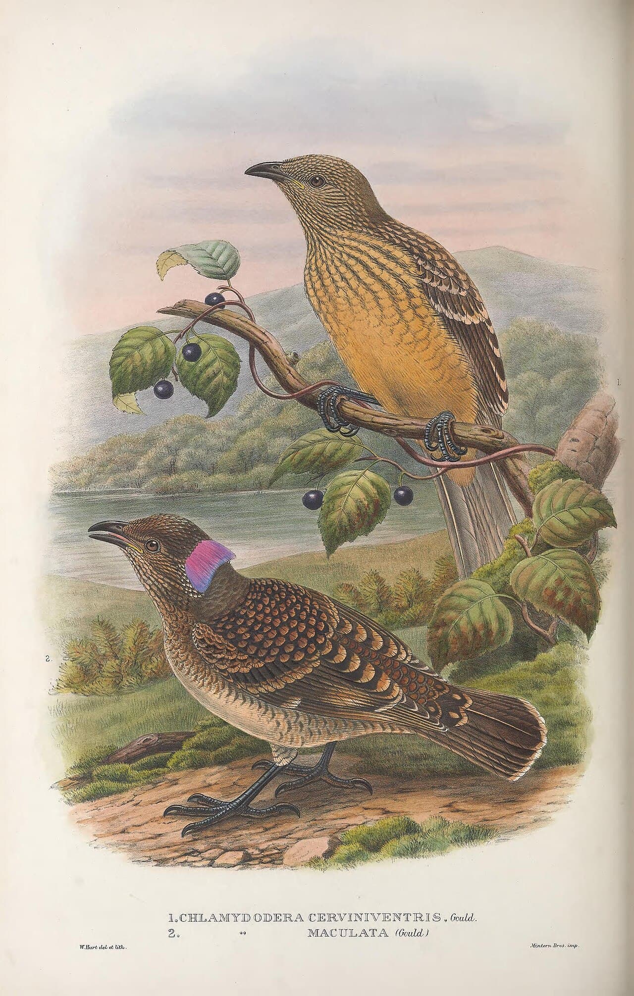 Fawn-breasted Bowerbird