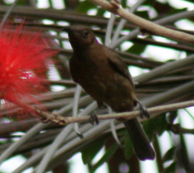 Dusky Myzomela