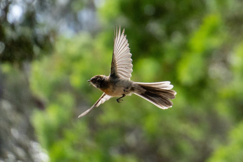 Grey Fantail