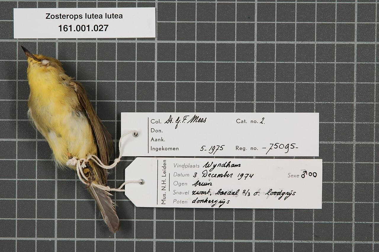 Canary White-eye