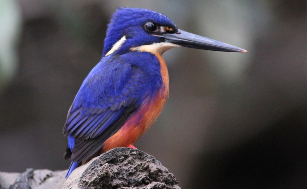 Azure Kingfisher