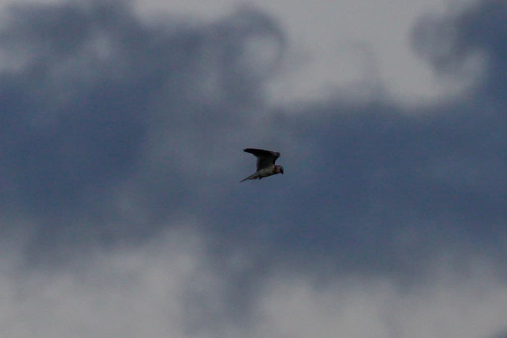 Black-shouldered Kite