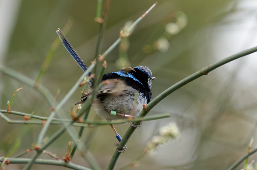 Superb Fairywren