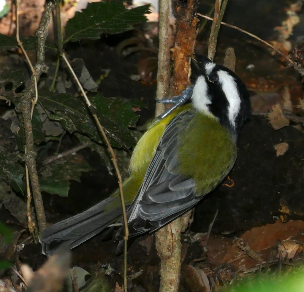 Eastern Shriketit