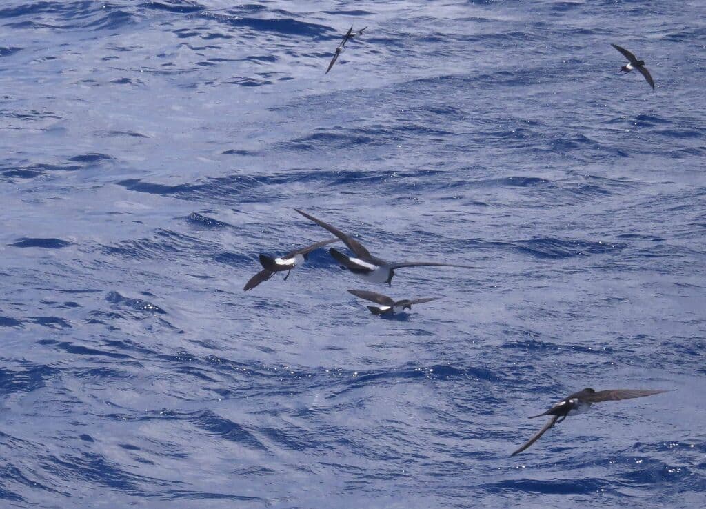White-bellied Storm Petrel