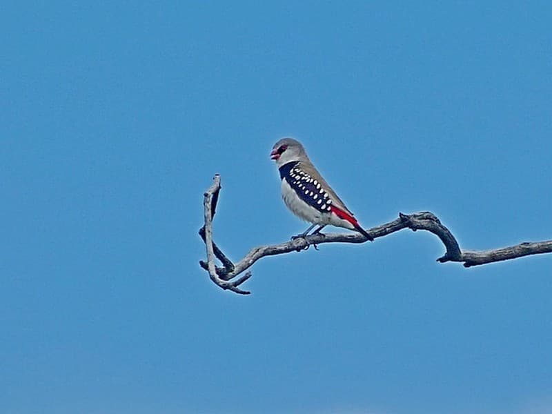 Diamond Firetail