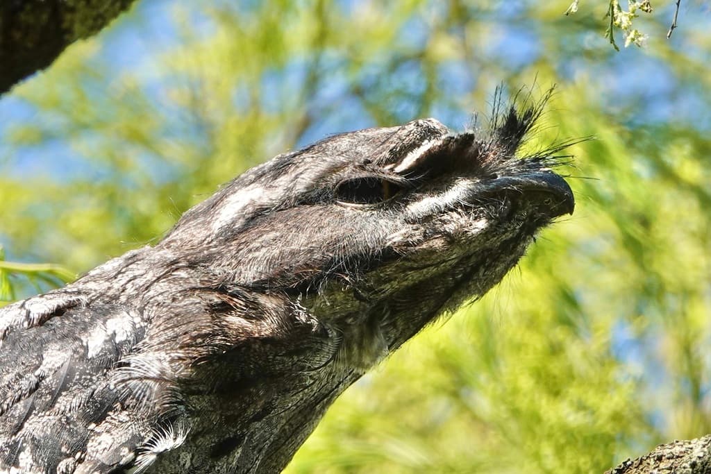 Tawny Frogmouth