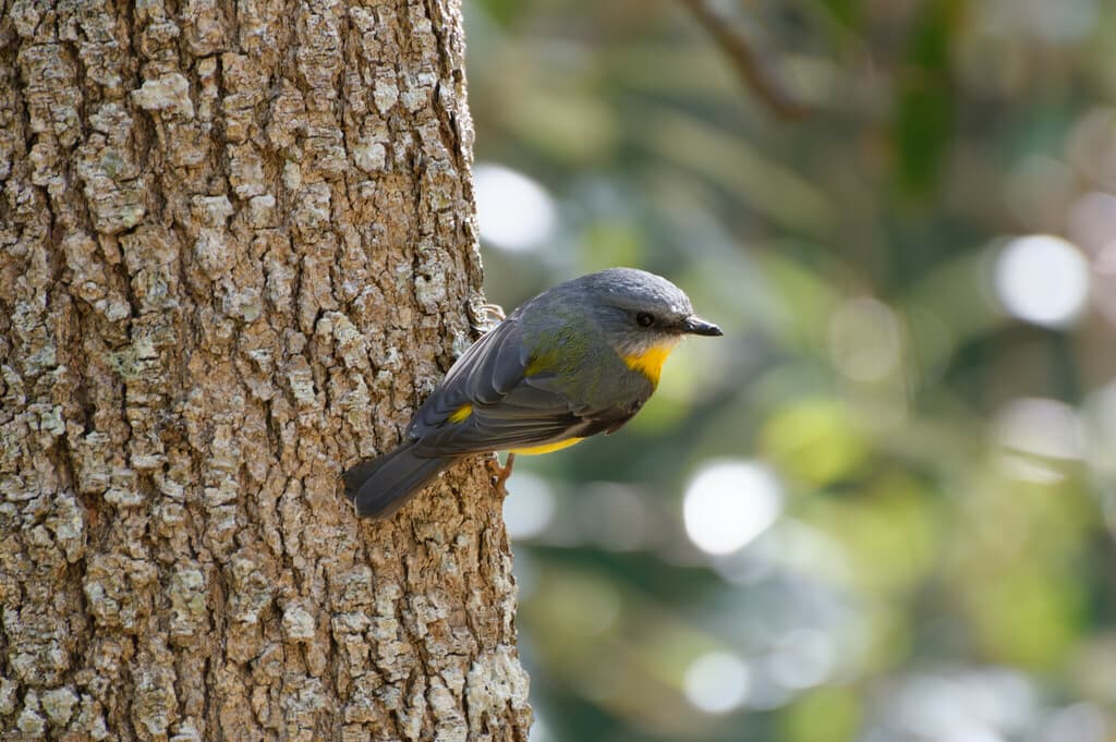 Eastern Yellow Robin