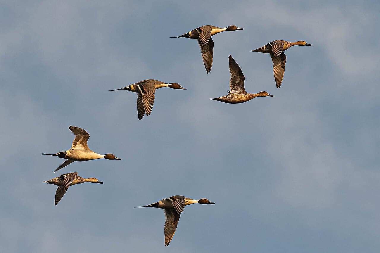 Northern Pintail