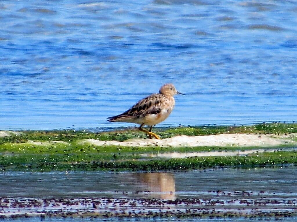 Buff-breasted Sandpiper