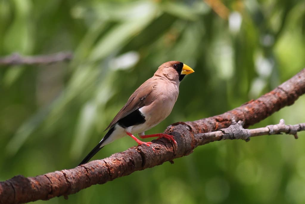 Masked Finch