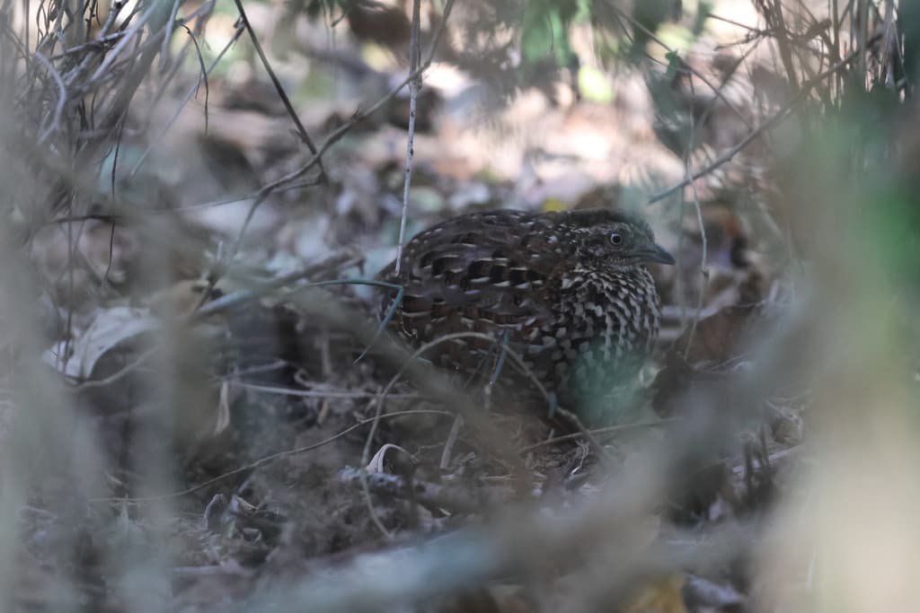 Black-breasted Buttonquail