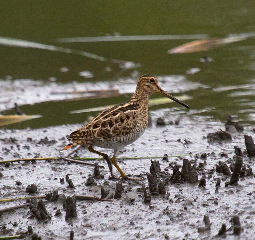 Latham's Snipe