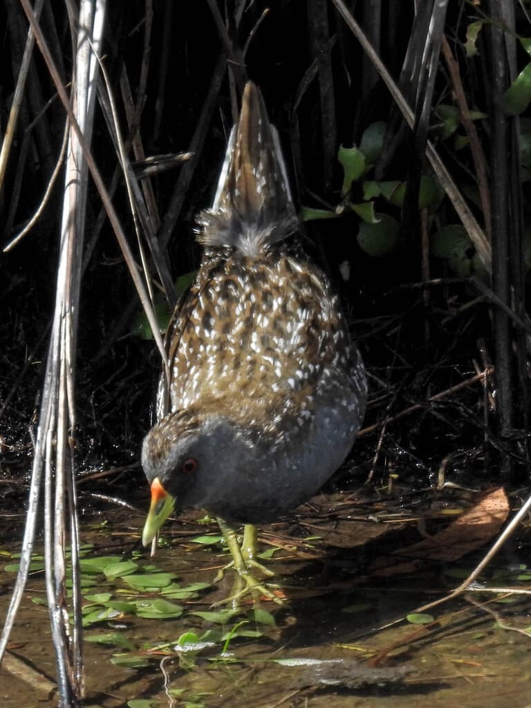 Australian Crake