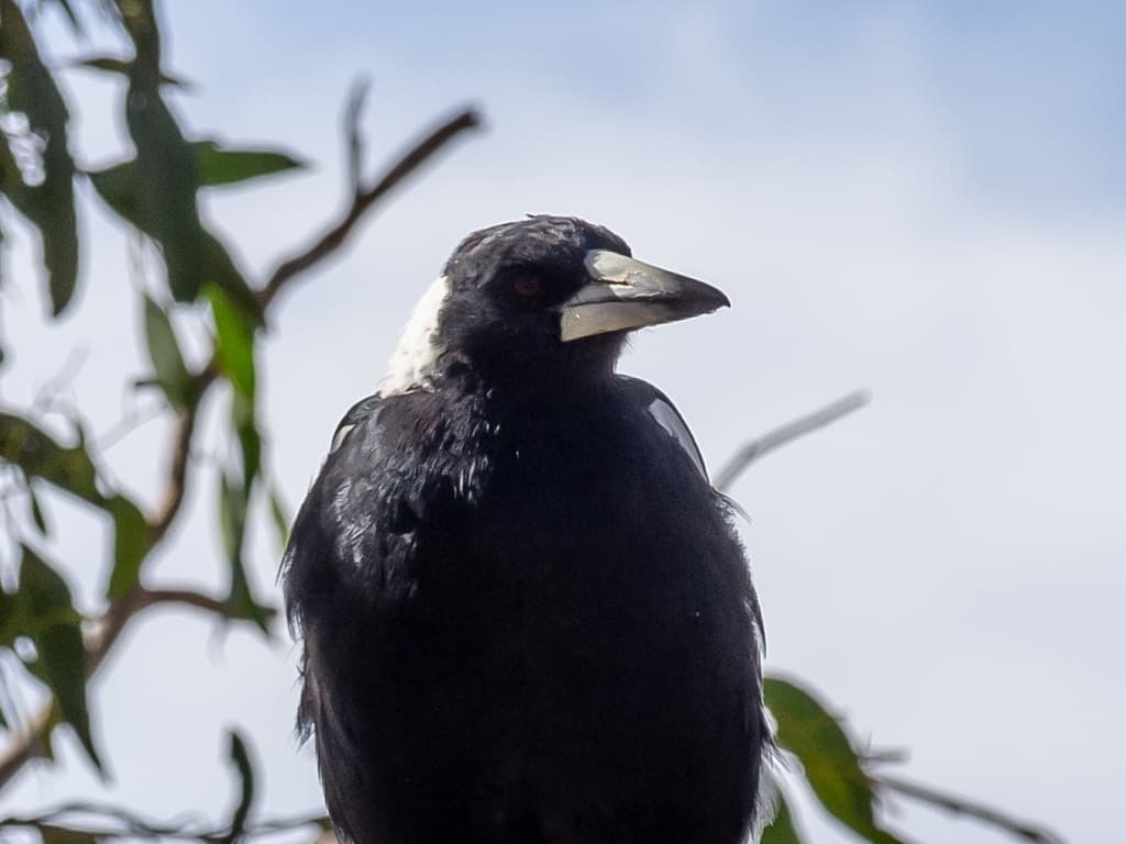 Australian Magpie