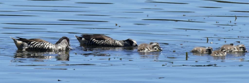Pink-eared Duck