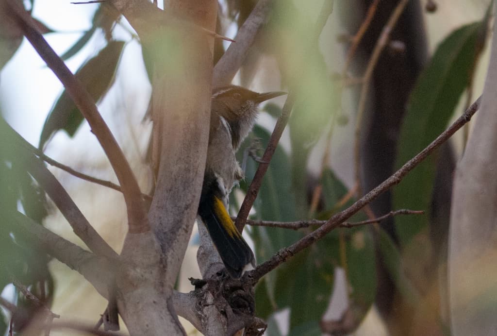 Crescent Honeyeater