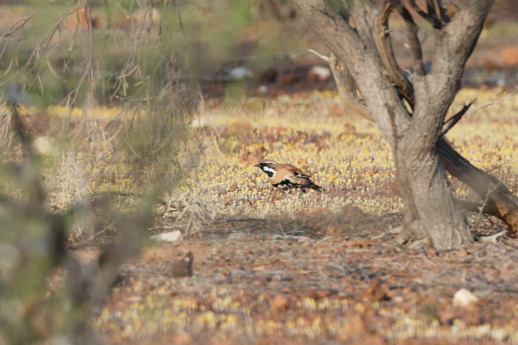Western Quail-thrush