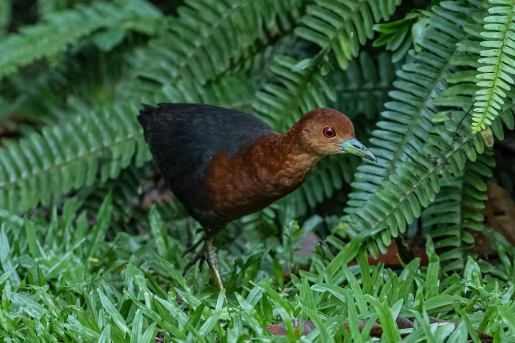 Red-necked Crake