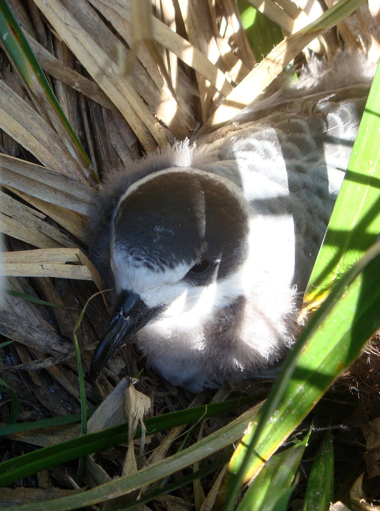 White-necked Petrel