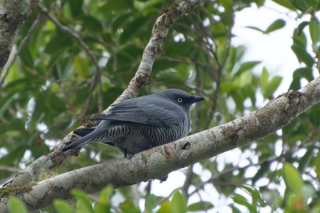 Barred Cuckooshrike