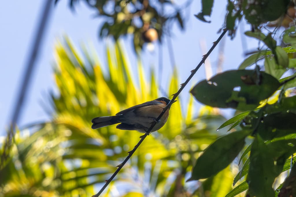 Spectacled Monarch