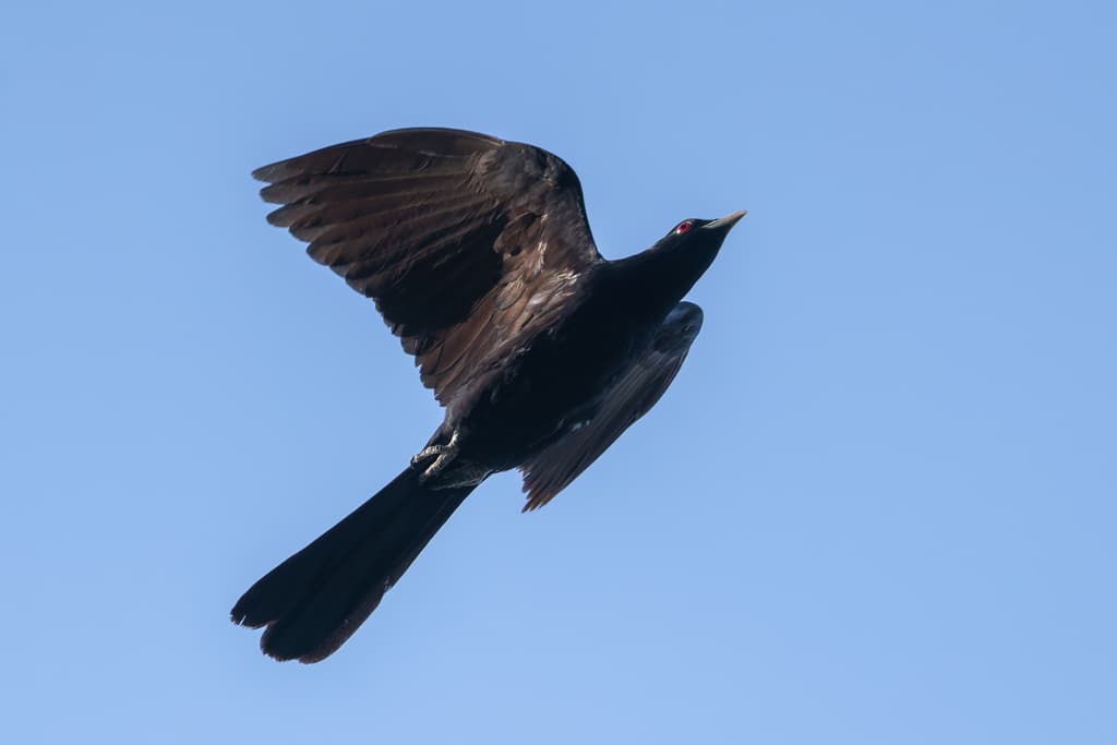 Pacific Koel