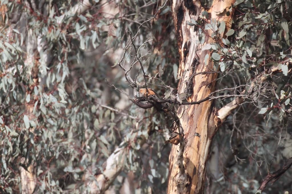 Rufous Treecreeper