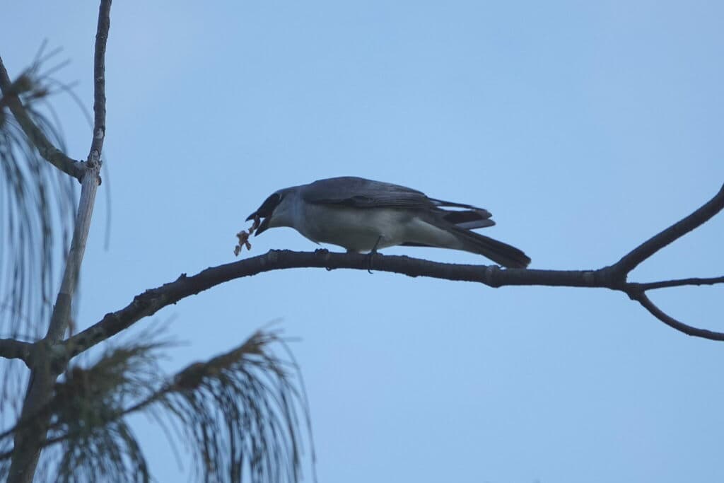 White-bellied Cuckooshrike