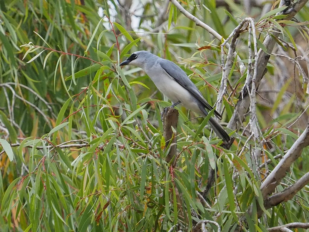 White-bellied Cuckooshrike