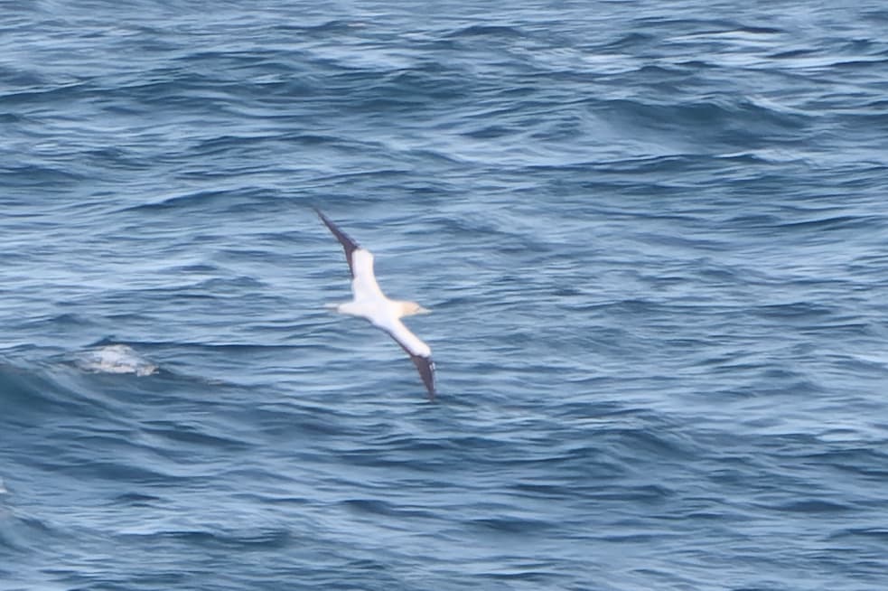 Australasian Gannet