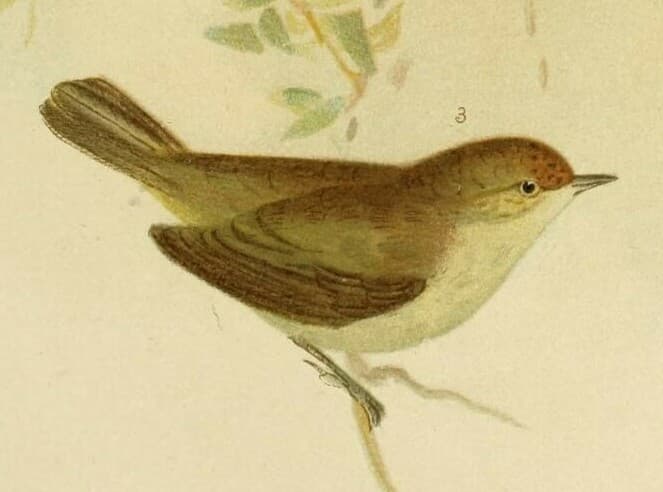 Western Thornbill