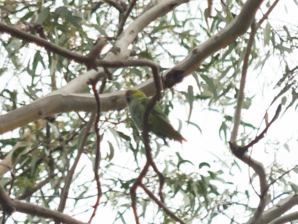 Purple-crowned Lorikeet
