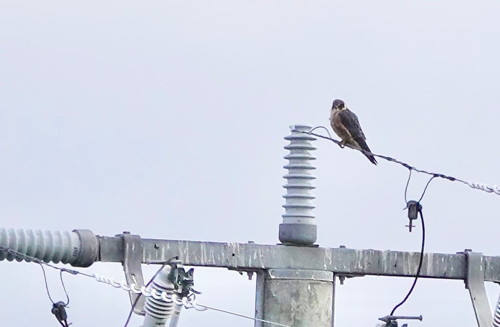 Australian Hobby