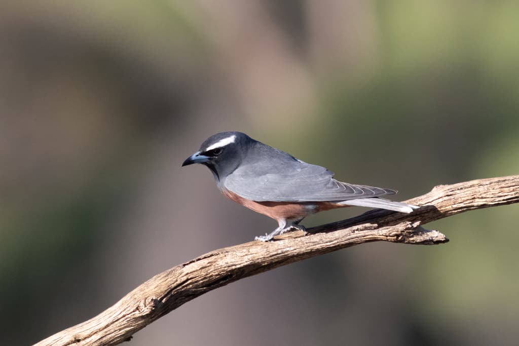 White-browed Woodswallow
