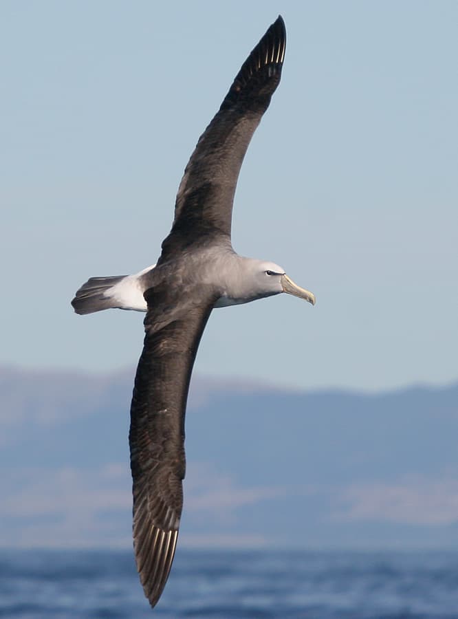 Salvin's Albatross