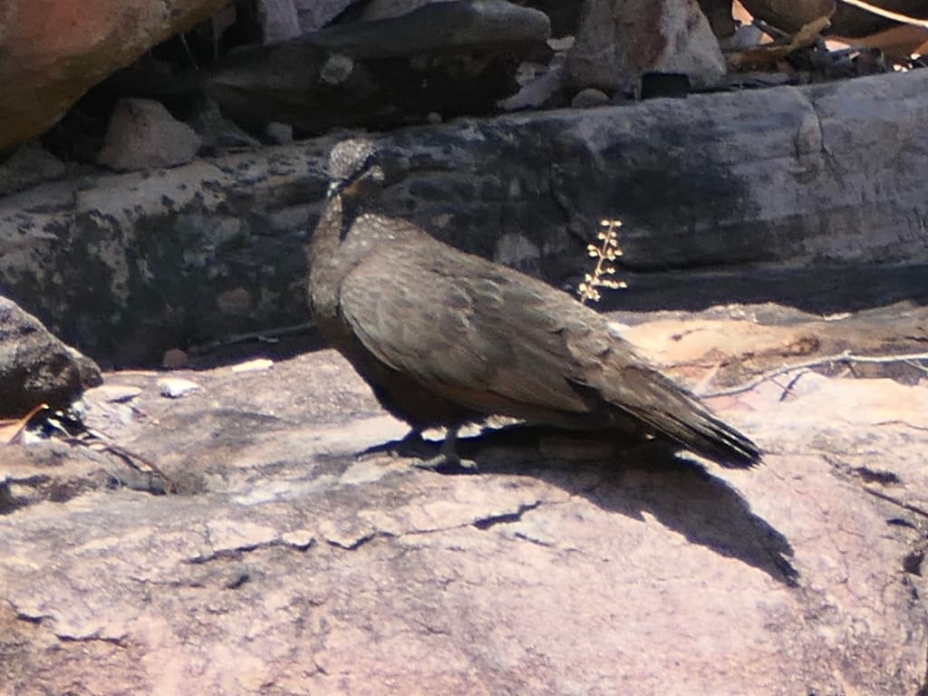 Chestnut-quilled Rock Pigeon