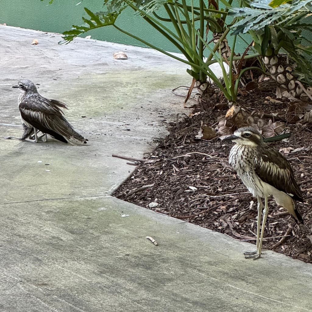 Bush Stone-curlew