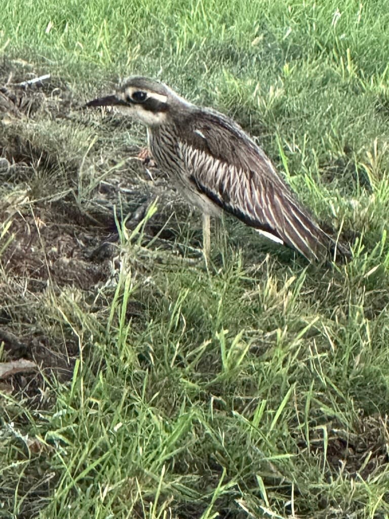 Bush Stone-curlew