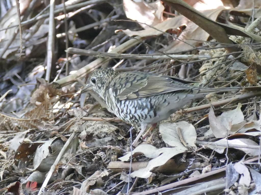 Bassian Thrush