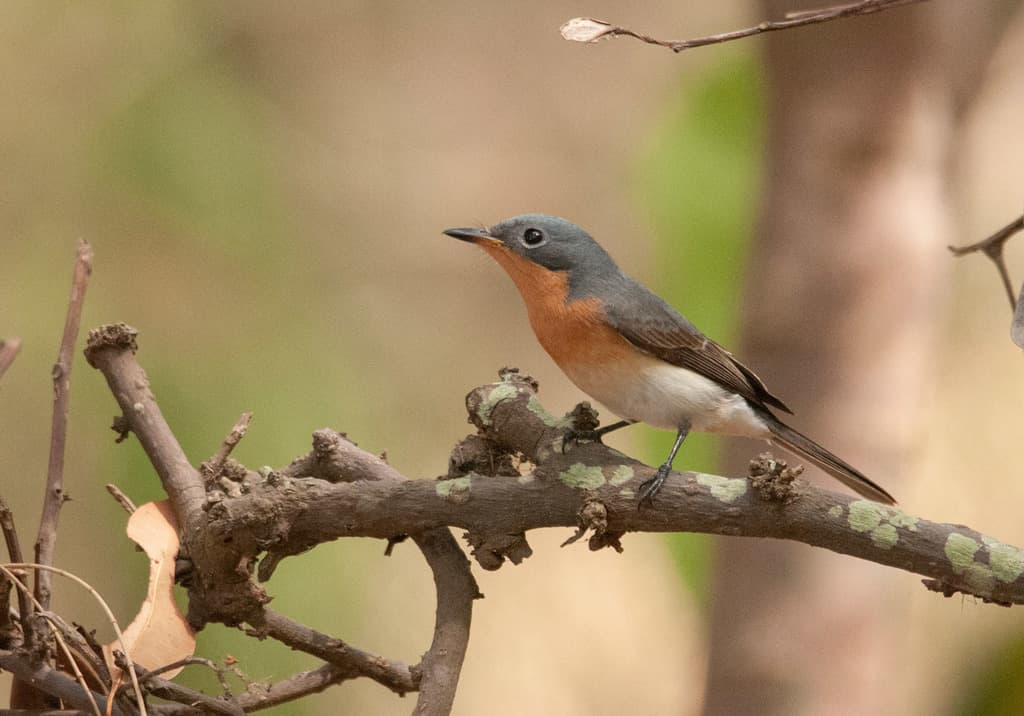 Leaden Flycatcher