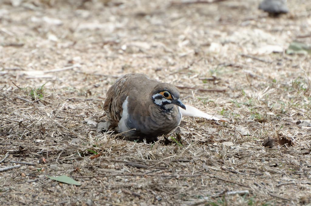 Squatter Pigeon