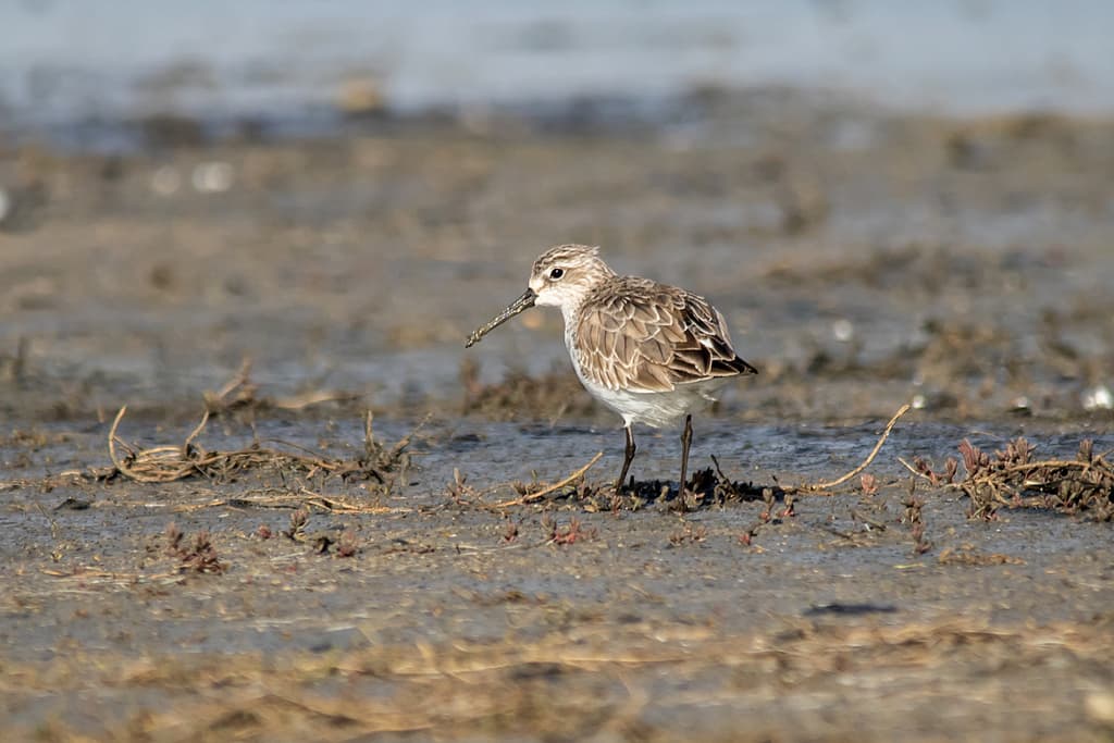 Curlew Sandpiper